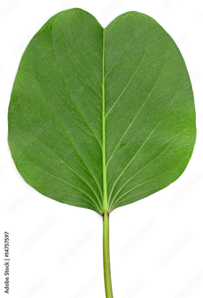 feuille de feuille de
