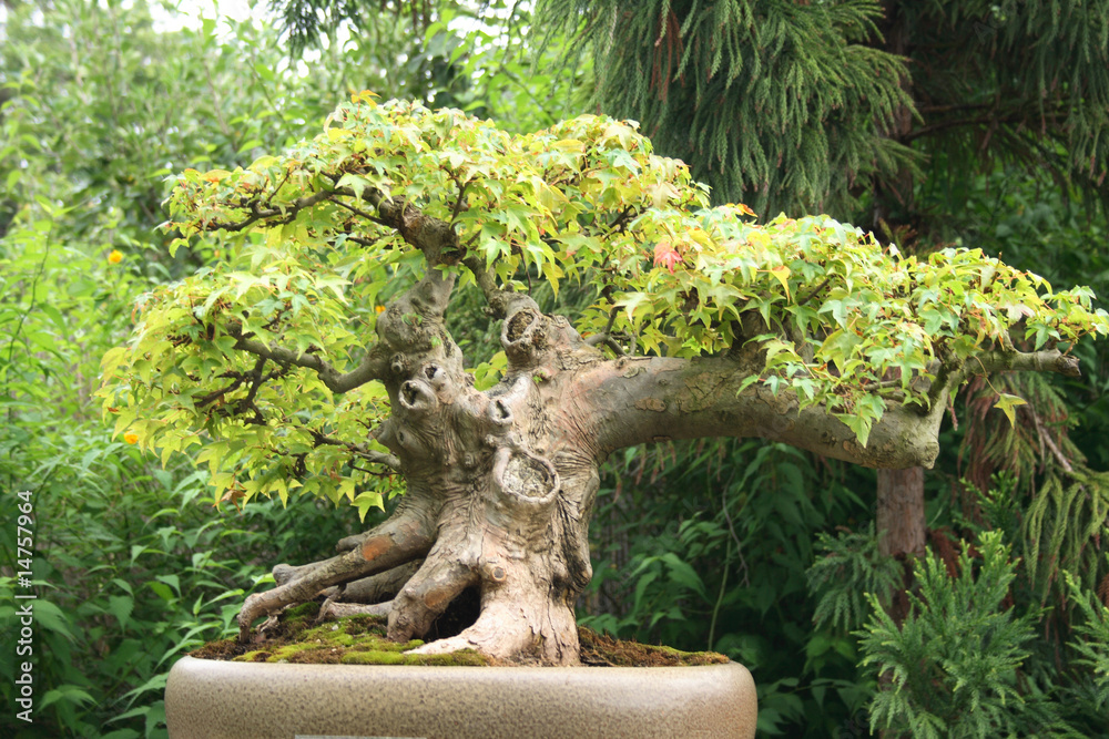 Fototapeta premium bonsai tree