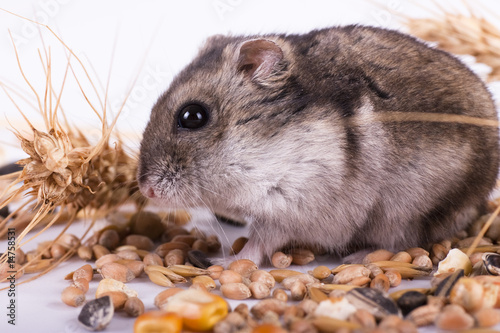 Hamster eating