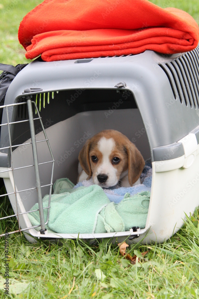 Beagle-Welpen mit Transportbox Stock-Foto | Adobe Stock
