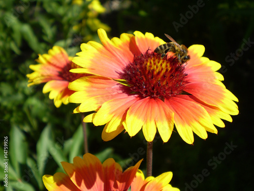 a bee obtains nectar