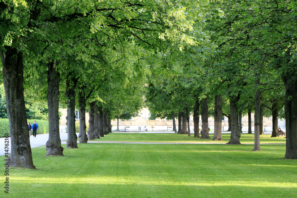 Baum Allee im Hofgarten Stock Photo | Adobe Stock