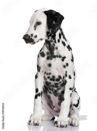 Dalmatian puppy