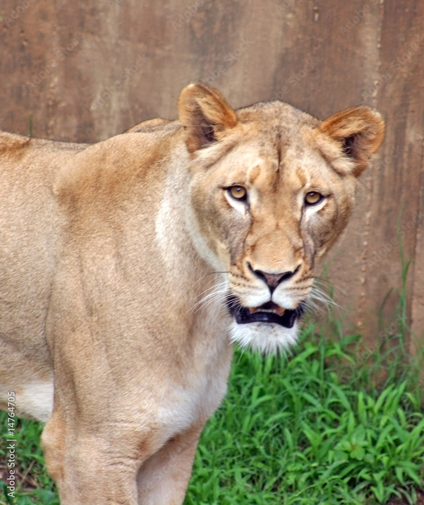 Obraz premium Lion looking at you