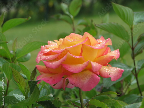 rose