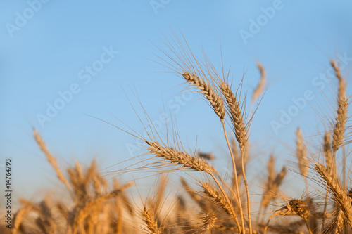 Field of wheat