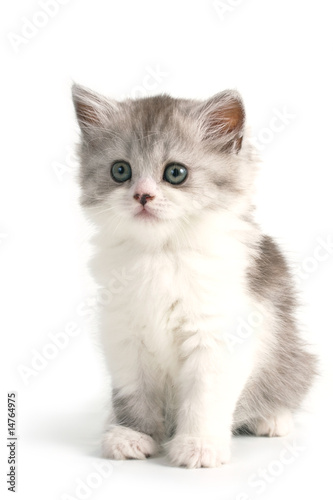 Scottish straight breed young pussycat © Dreymedv