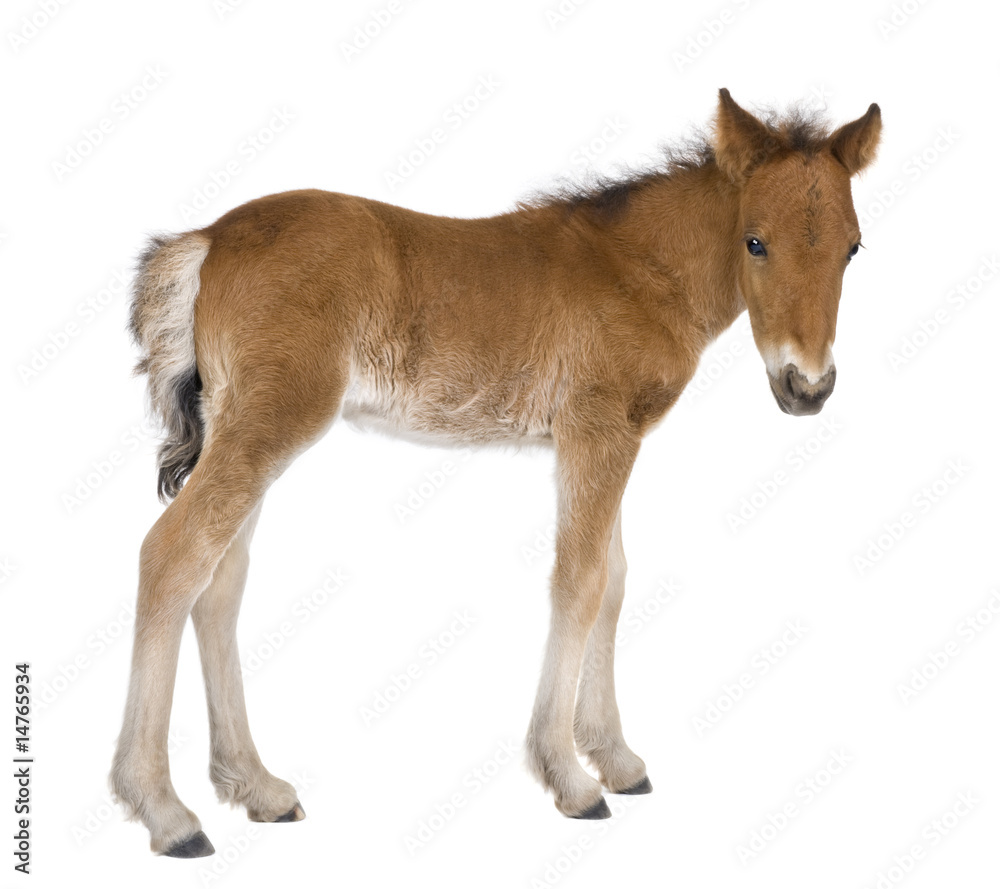 Foal (4 weeks old)
