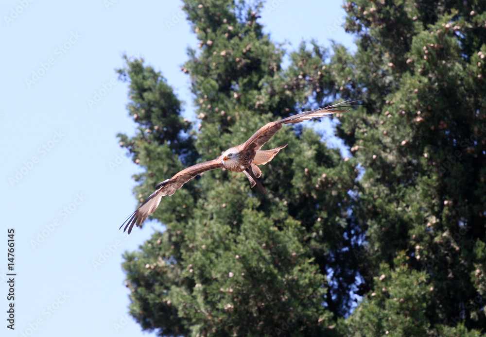 Fototapeta premium Aigle