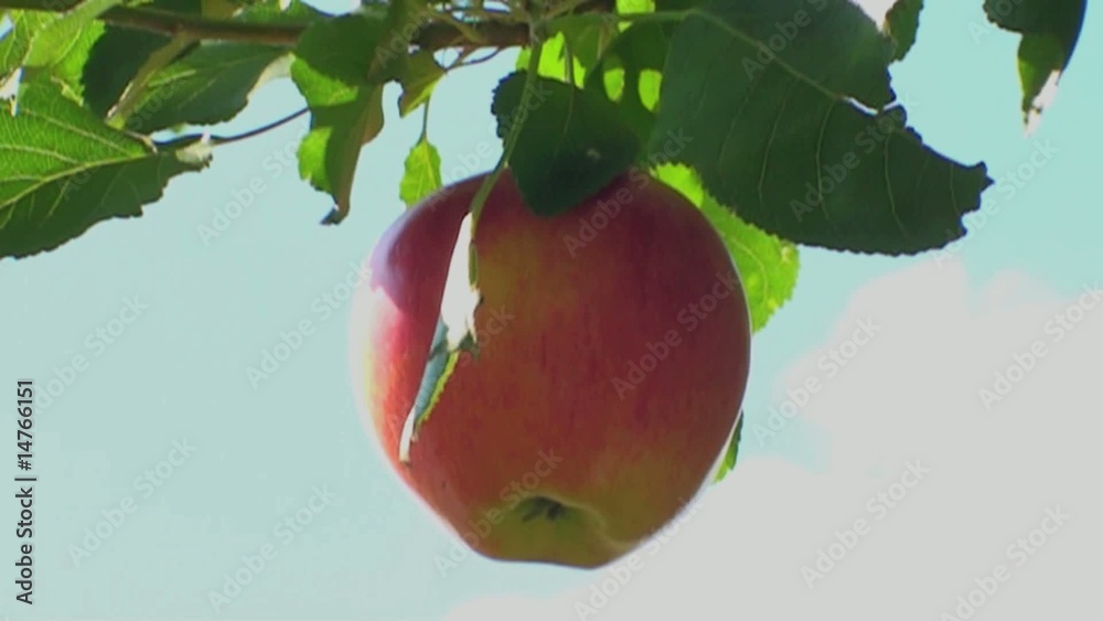 apfel fällt vom baum in zeitlupe