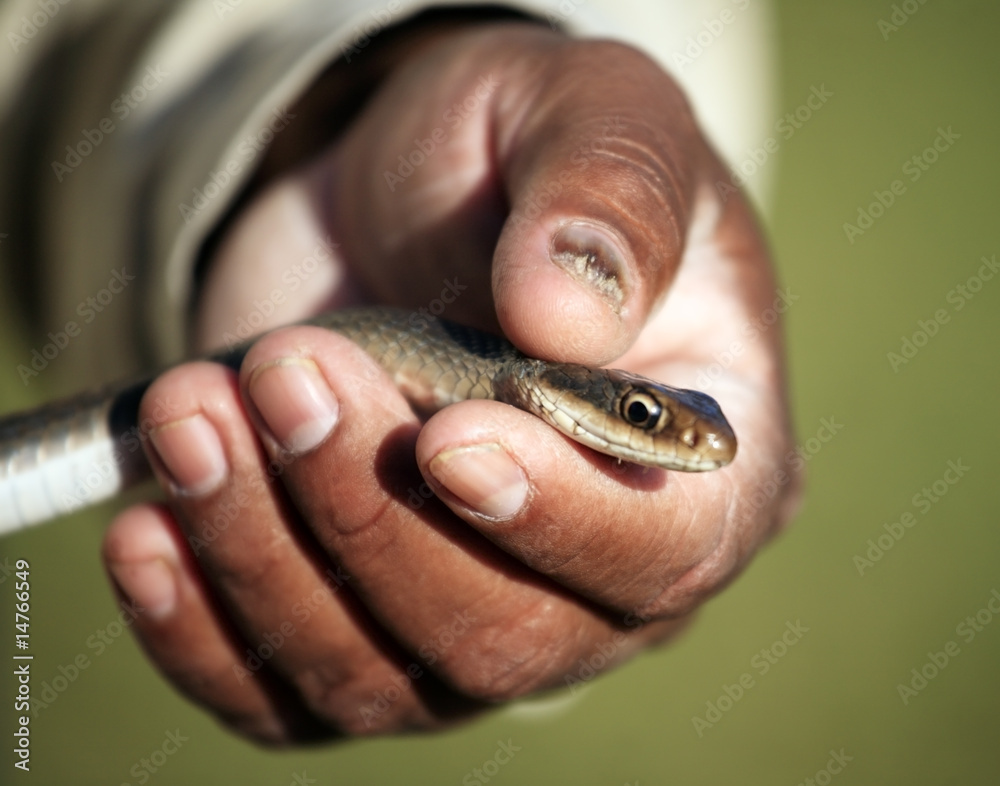 Fototapeta premium Snake in hands