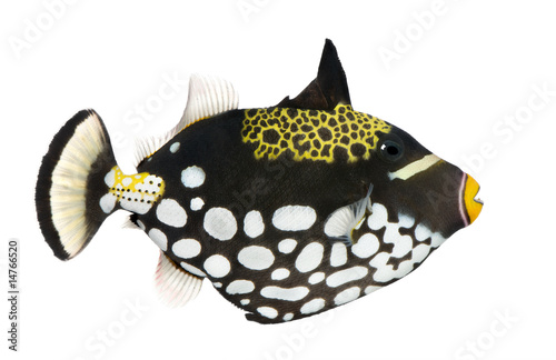 Clown triggerfish - Balistoides conspicillum photo