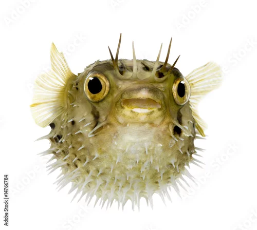 Fototapeta Long-spine porcupinefish also know as spiny balloonfish - Diodon
