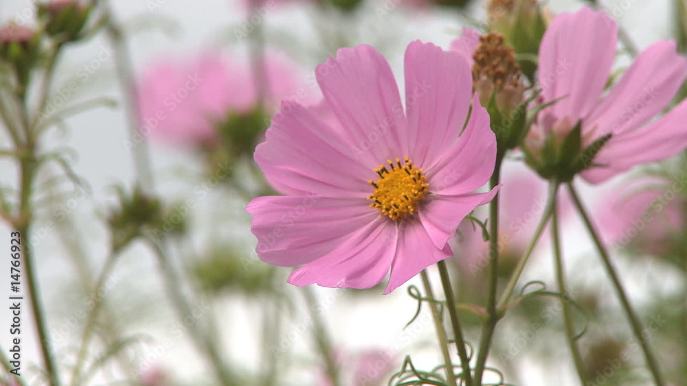 Wild pink flowers in field