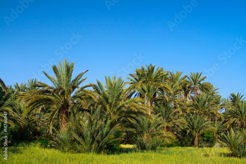 palm grove in Morocco