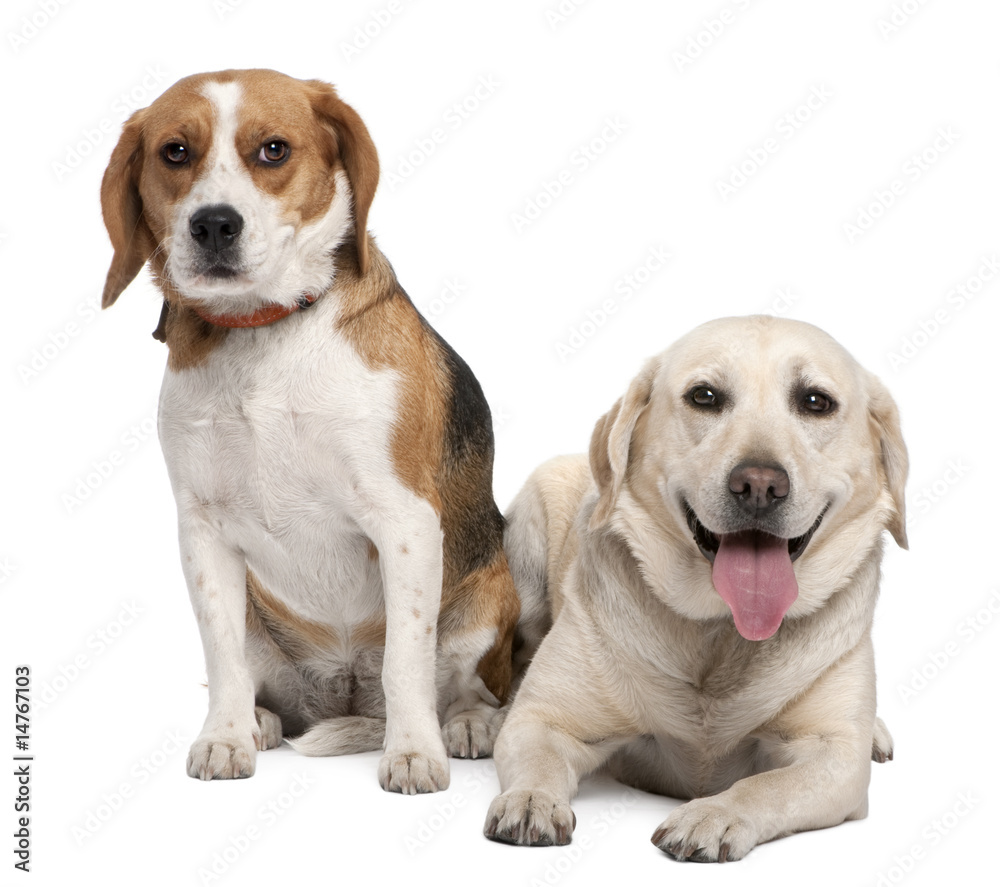 couple of a Labrador and a beagle