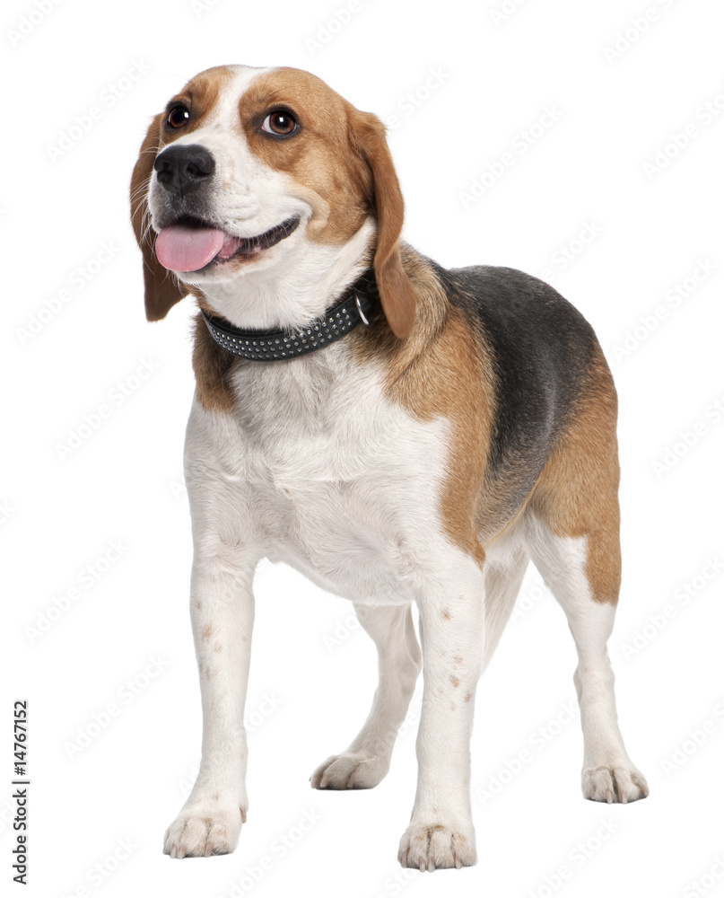 Beagle panting