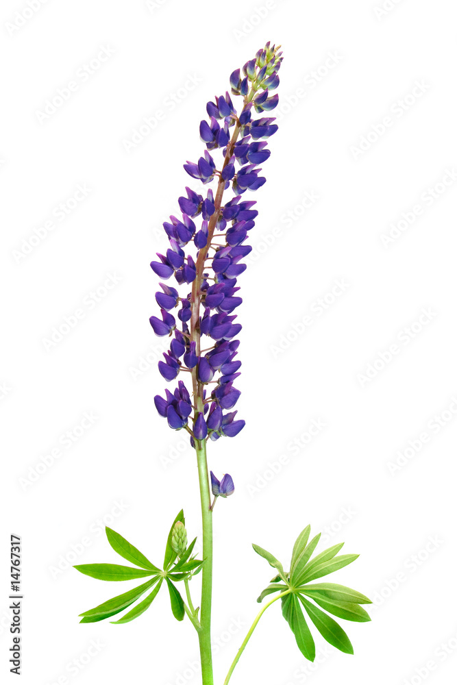Naklejka premium blue lupine
