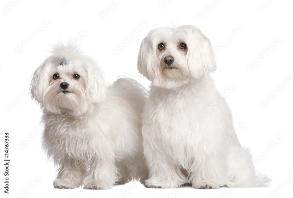 couple of two maltese dog