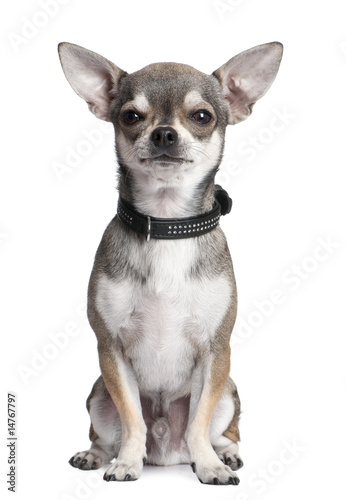 chihuahua © Eric Isselée