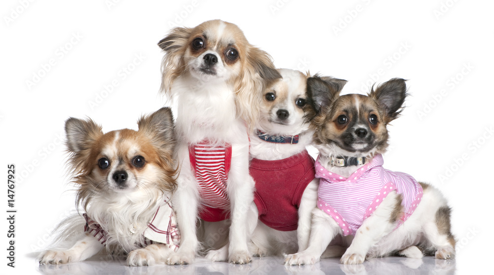 group of 4 chihuahuas dressed-up group of 4 chihuahuas dressed-up