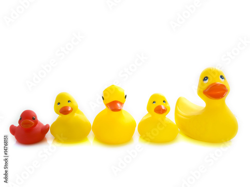 The duck family