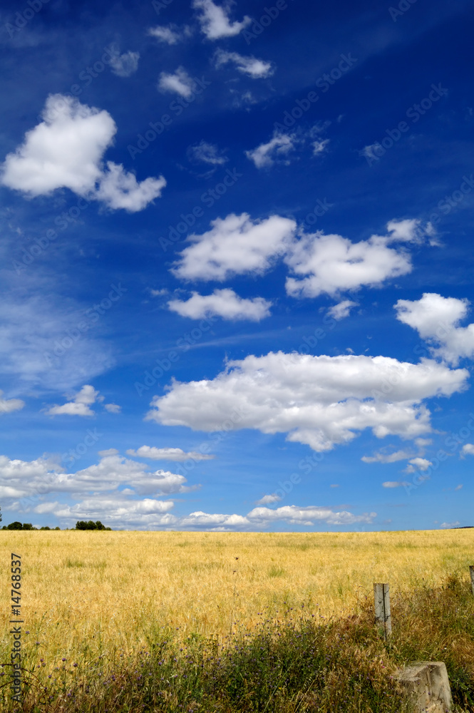 Harvest time - Ripe wheat field