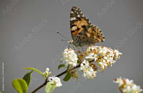 Papillon
