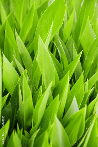 summer background from the ...