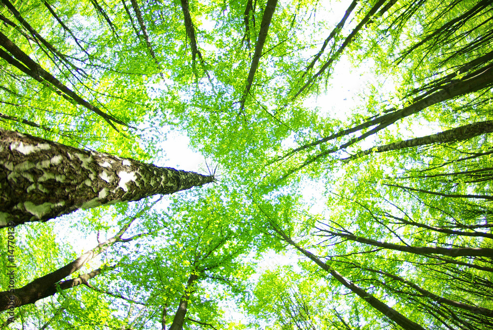 Obraz premium green forest