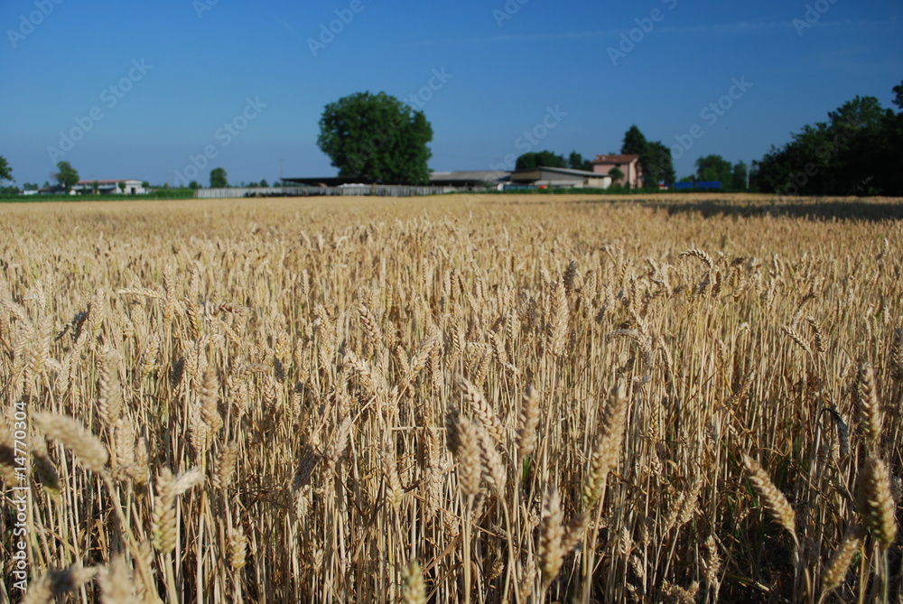 Naklejka premium Spighe di grano maturo 3