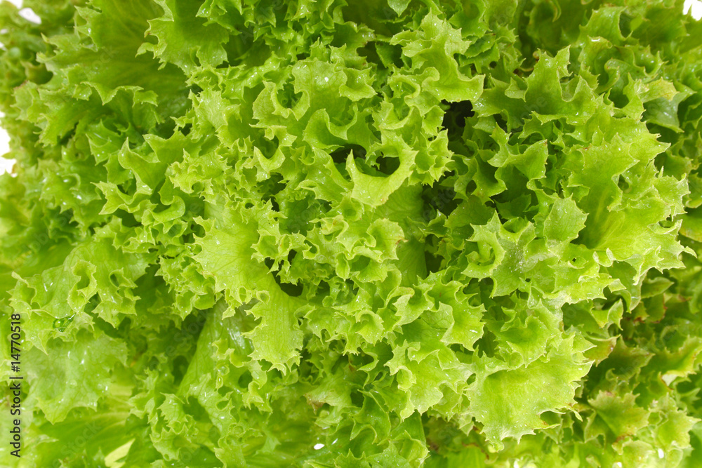 fresh lettuce fresh lettuce