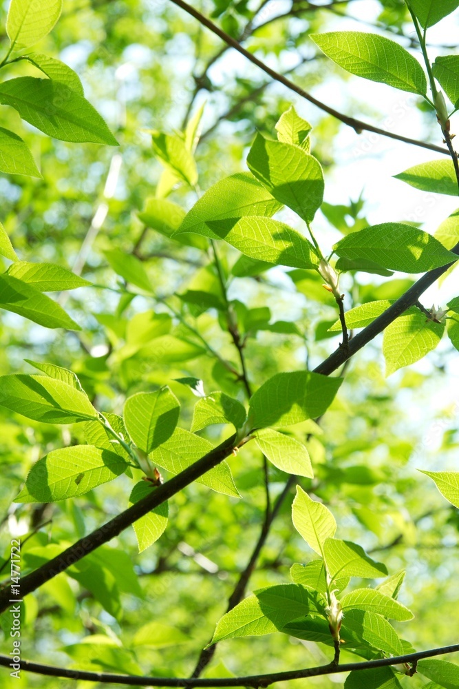 Leaves Leaves