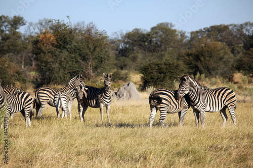 Zebras in Botswana