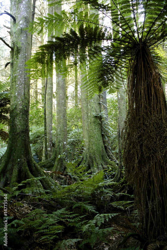Obraz premium Trees in green tropical jungle forest