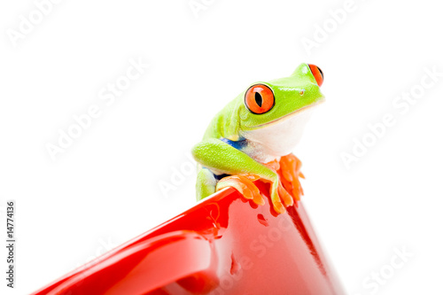 frog in a pot isolated on white