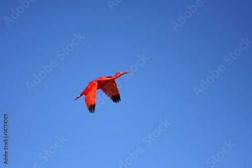ibis rouge,eudocimus ruber