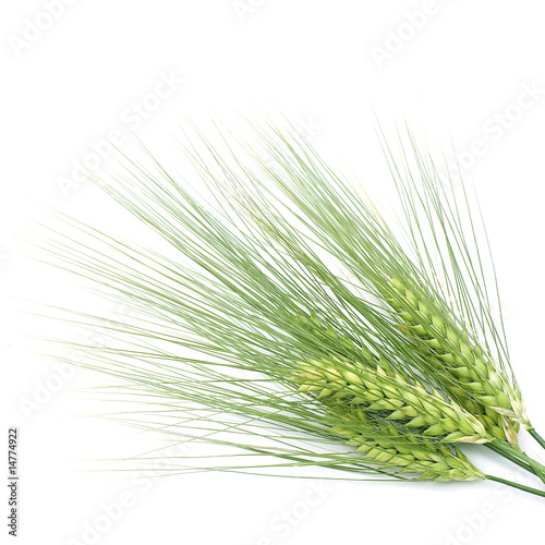 Leinwand Poster green barley