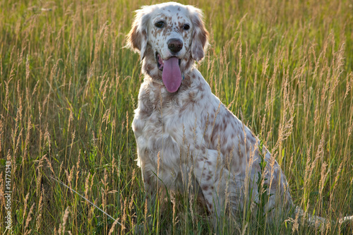 Fototapeta Naklejka Na Ścianę i Meble -  english  setter