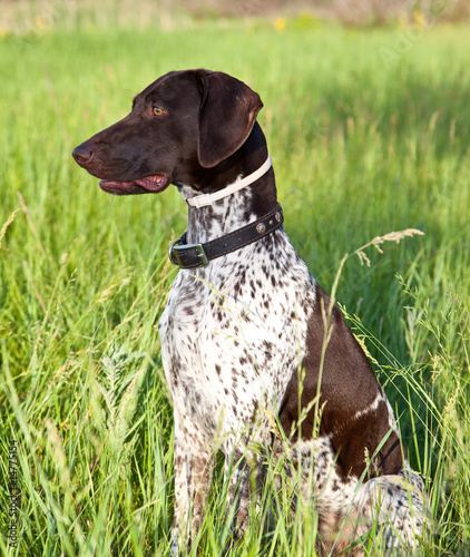 German shorthaired pointer dog sitting in field