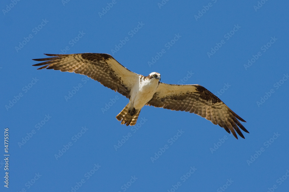 Obraz premium Osprey Eagle