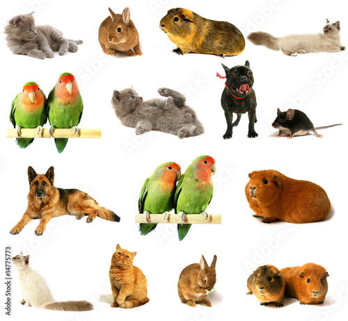 Fototapeta Naklejka Na Ścianę i Meble -  illustration animalière