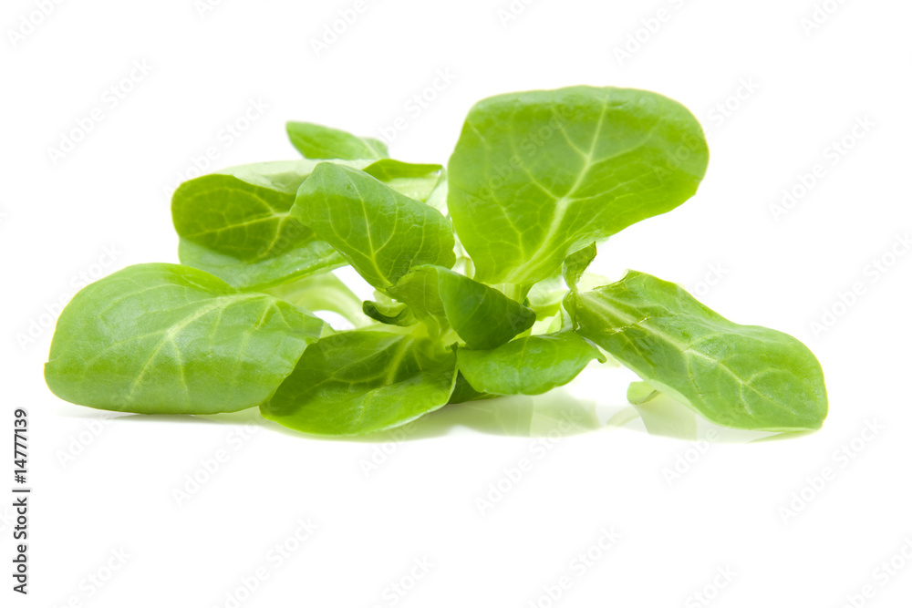 Fresh baby leaf isolated on white background Fresh baby leaf isolated on white background