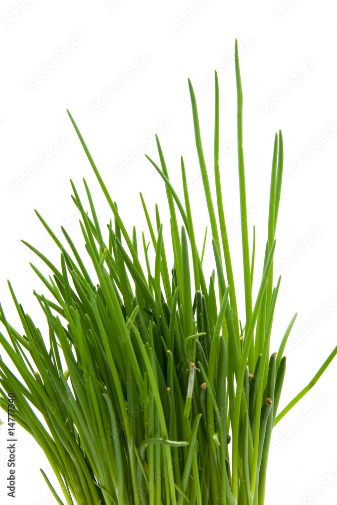 chives in closeup isolated on white background