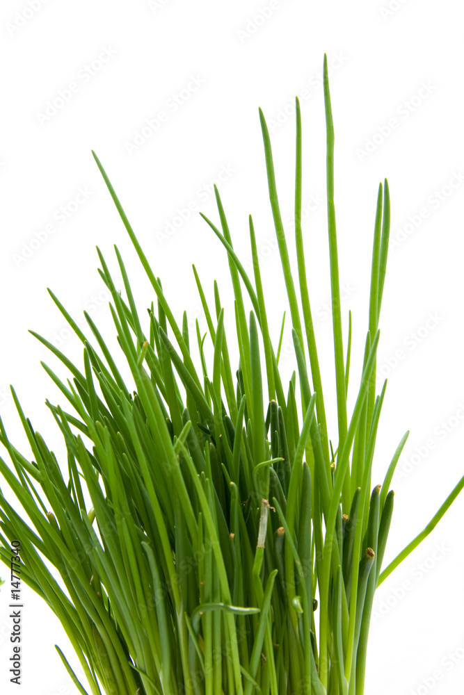 chives in closeup isolated on white background chives in closeup isolated on white background