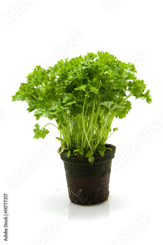 plant parsley isolated on white background