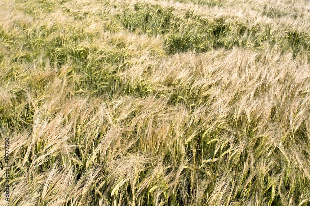 Close up of wheat field in late spring Close up of wheat field in late spring