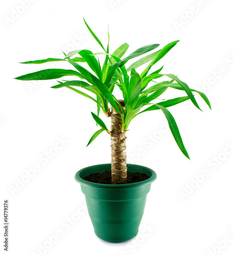An yucca isolated