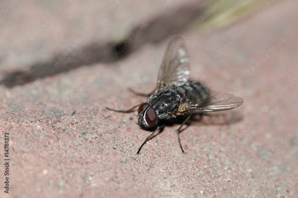 the fly the fly