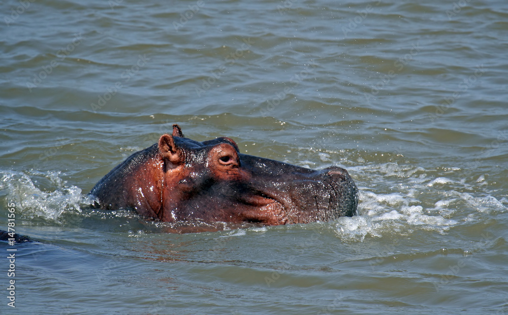 Flusspferde, Hippopotamus amphibius, Südafrika Flusspferde, Hippopotamus amphibius, Südafrika